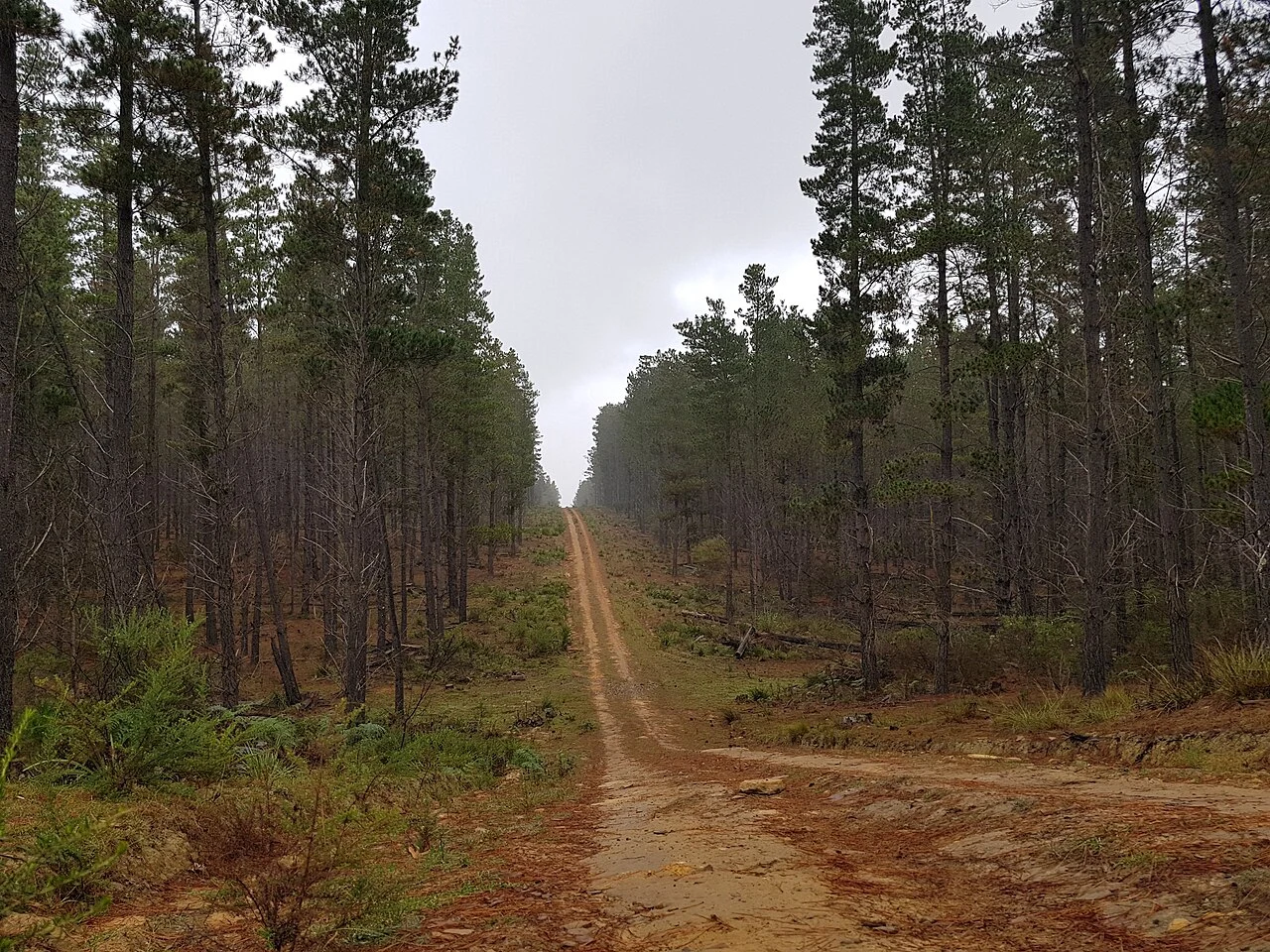 Un chemin traverse les arbres de la forêt de Belanglo.