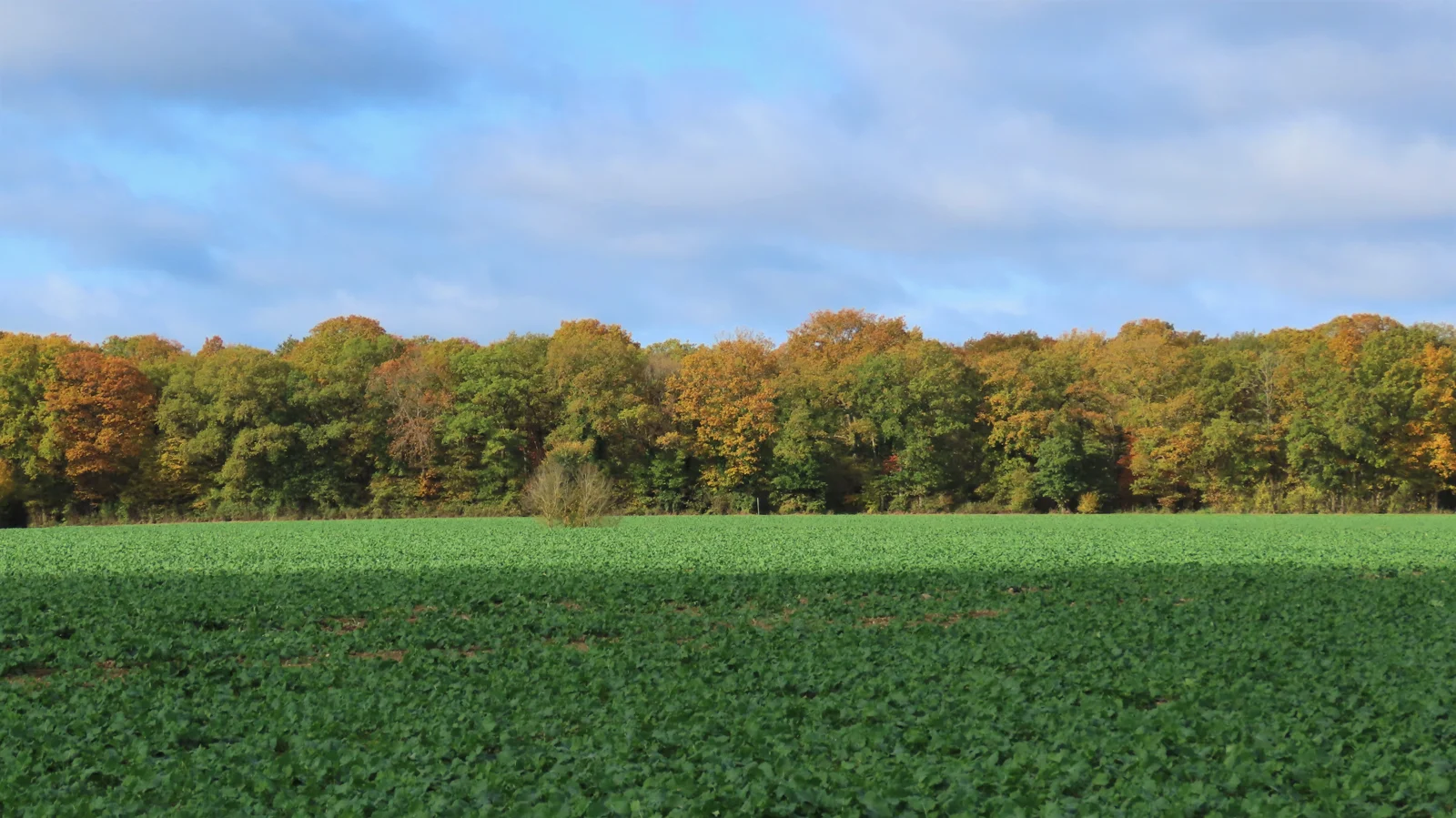 Champ cultivé devant la lisière automnale de la forêt de Rambouillet, aux Bréviaires.