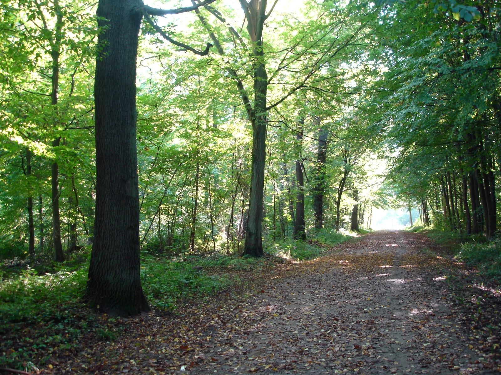 Un chemin couvert de feuilles traverse la forêt de Verrières sous de grands arbres.