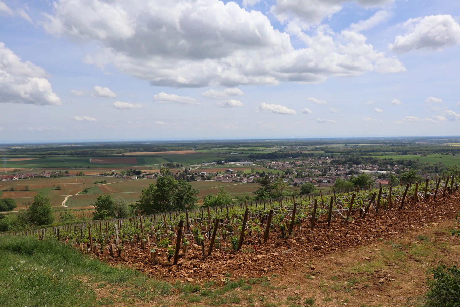 Le bourg de Ladoix-Serrigny dans la plaine, au-delà des rangs de vigne du coteau de Corton.