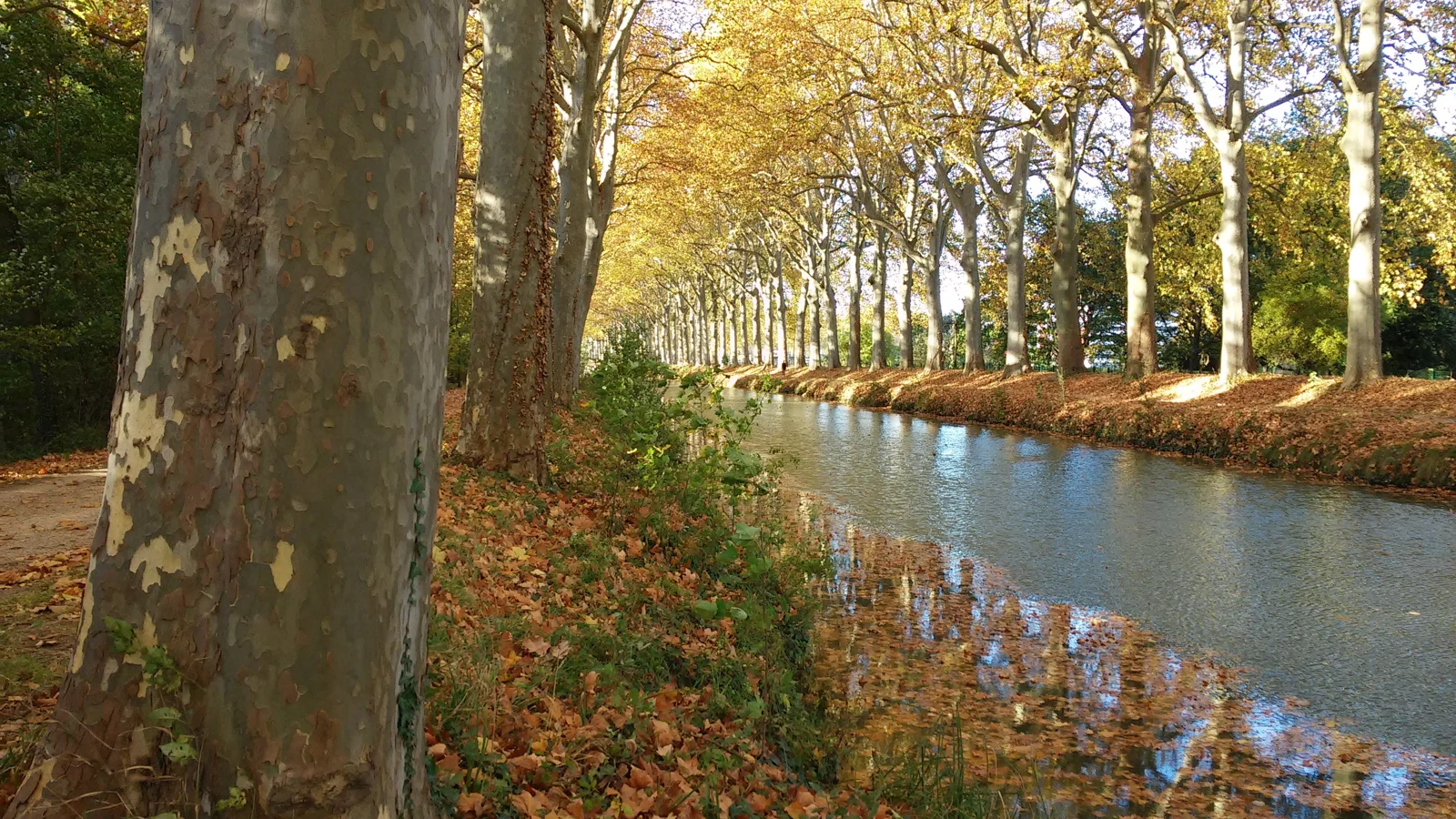 Le canal du Midi à Ramonville-Saint-Agne, bordé de platanes aux feuillages d’automne.