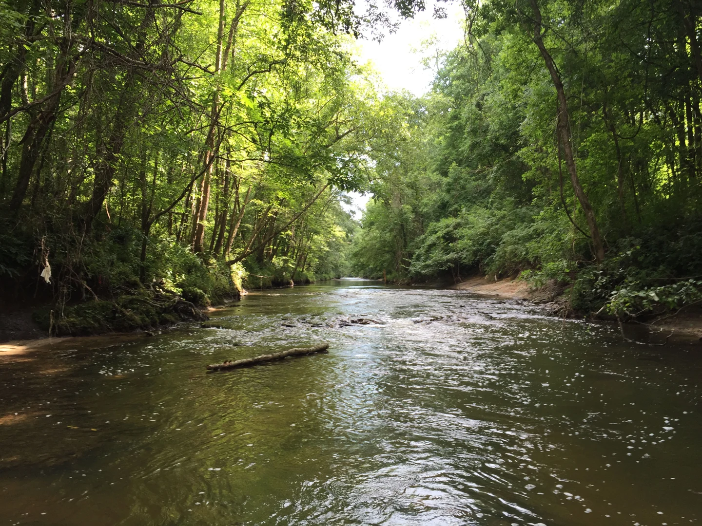 Ellerbe Creek à Durham, en Caroline du Nord, entre deux berges boisées.
