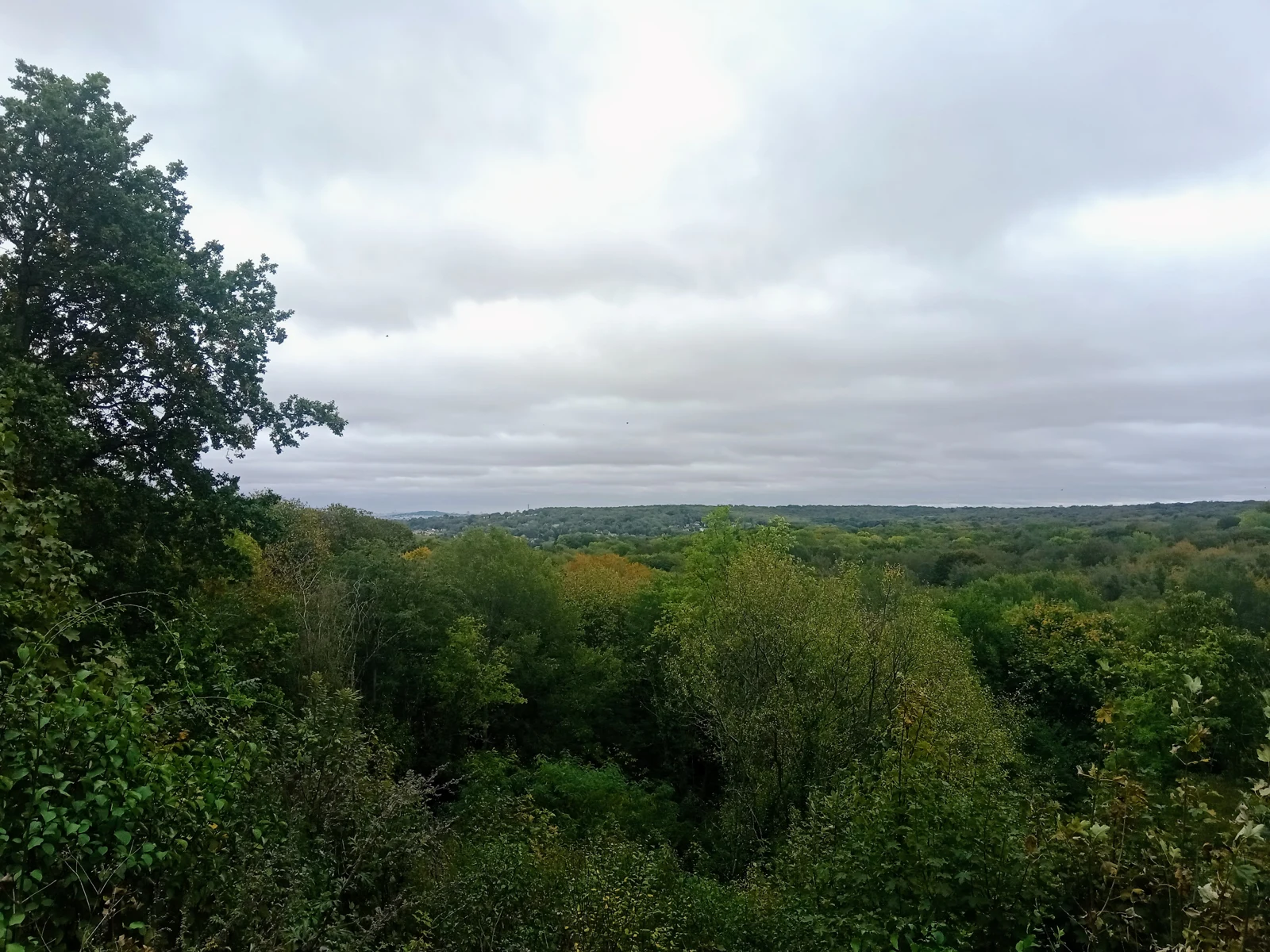 La canopée de la forêt de Marly s’étend sous un ciel couvert, vue depuis la croix Saint-Michel.