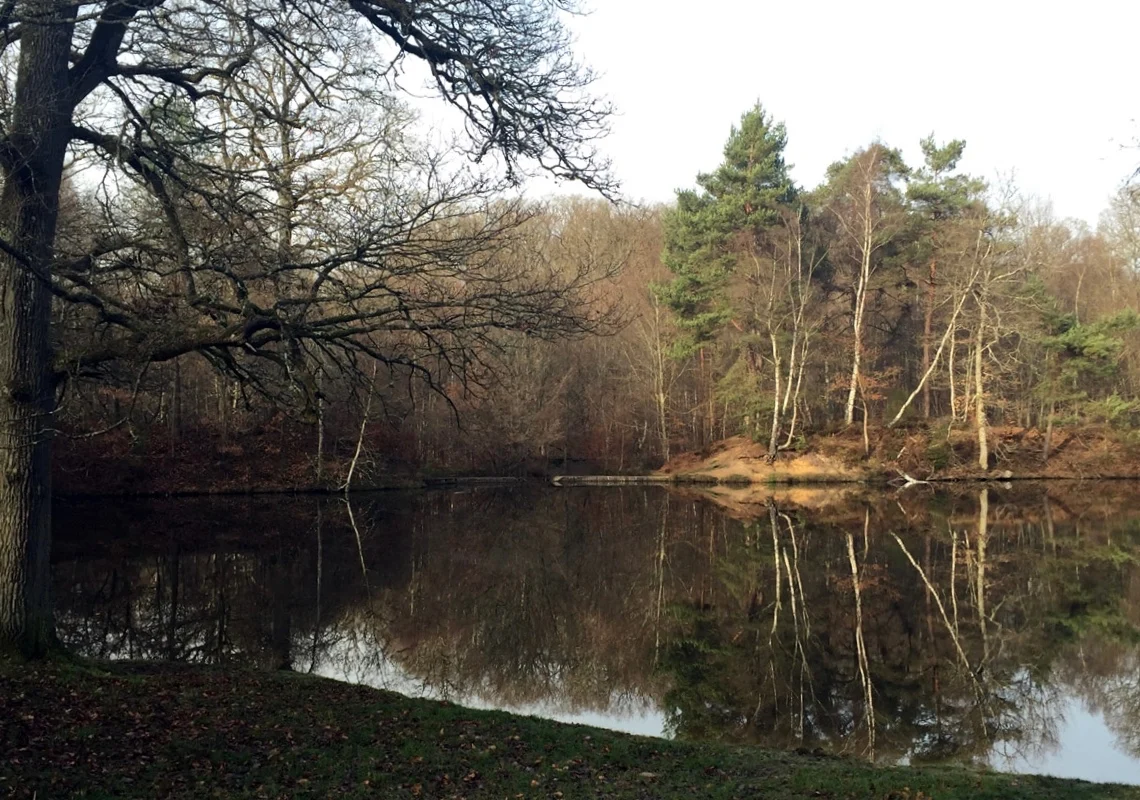 Eau calme de l’étang Rompu reflétant les arbres dénudés et les pins de la forêt de Rambouillet.