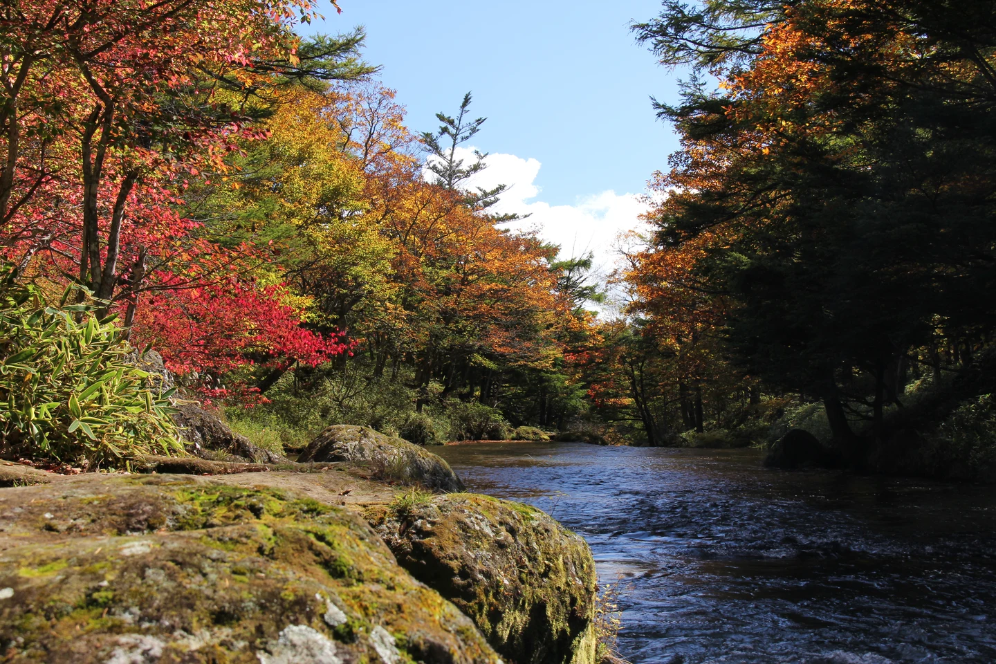 La rivière Yu bordée de rochers et d'arbres aux couleurs d'automne, à Senjōgahara, Nikkō, au Japon.